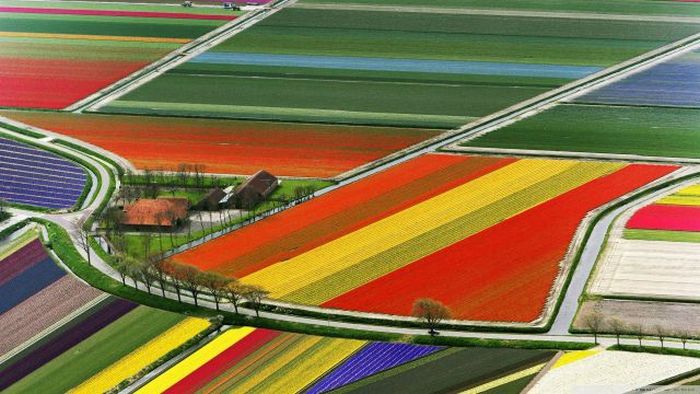 Kada se priroda poigra bojama - Page 3 Polja-tulipana-nizozemska